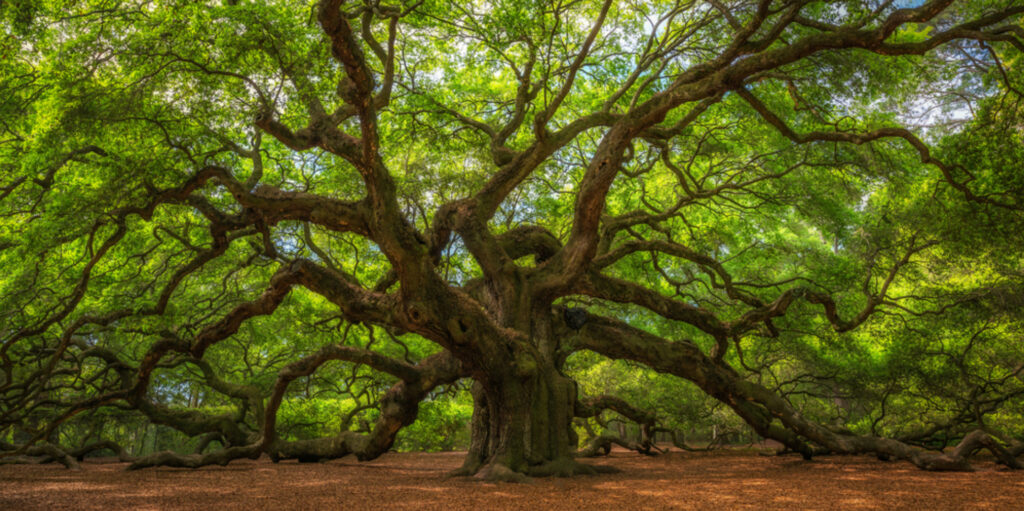 A majestic oak tree with sprawling branches spreads across a sunlit forest floor covered in brown leaves, creating a vibrant green canopy above.